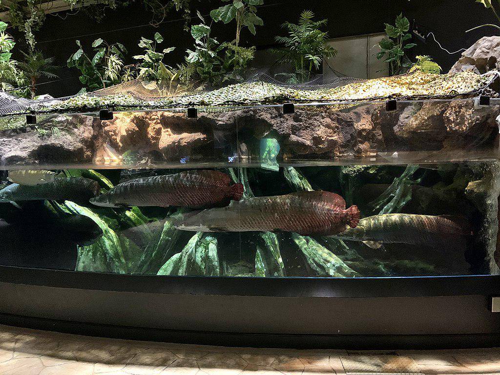 Arapaima (commons.wikimedia.org/Gant223)